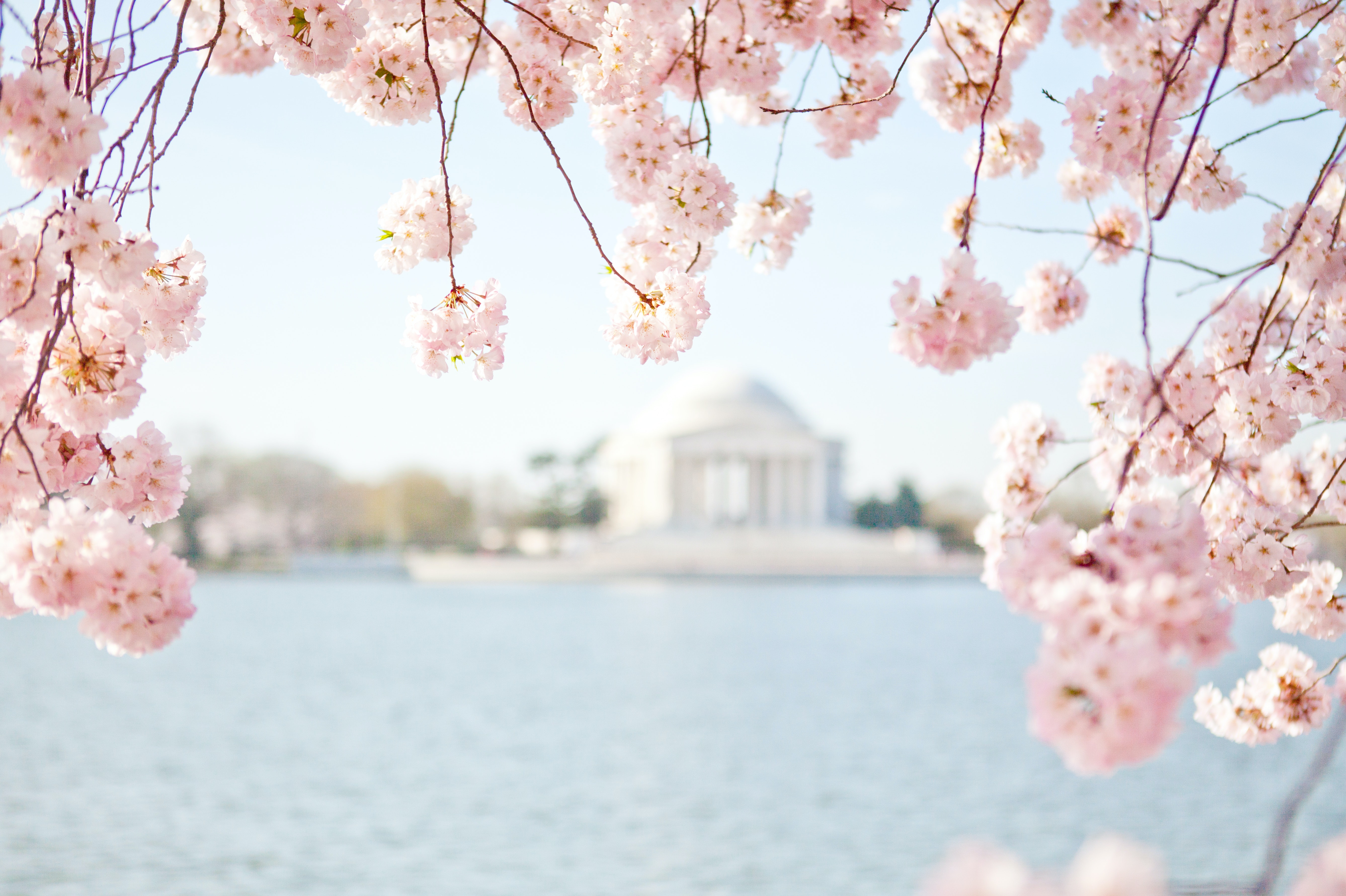 Washington DC cherry blossoms